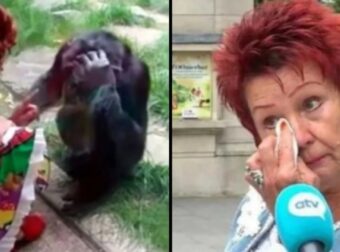 Ζωολογικός κήπος απαγόρευσε σε 38χρονη να βλέπει έναν χιμπατζή: «Έχουμε σχέση», λέει