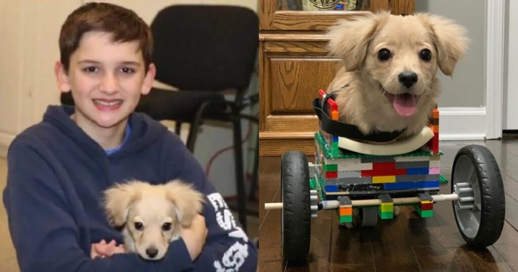12Χρονο Αγόρι Κατασκευάζει Αναπηρικό Καρότσι Με Τουβλάκια Lego Για Σκύλο Με Ειδικές Ανάγκες