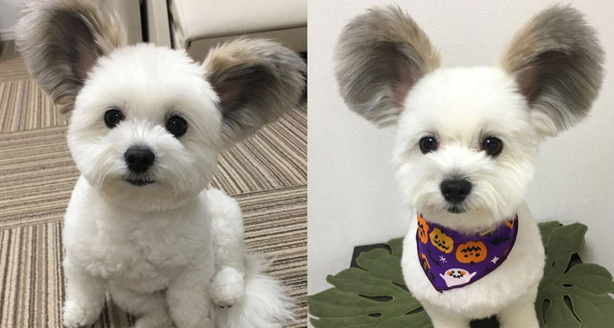 Έχει Ξετρελάνει το Διαδίκτυο: Σκύλος με Αυτιά που μοιάζουν με του Μίκυ Μάους Μοιάζει με Λούτρινος