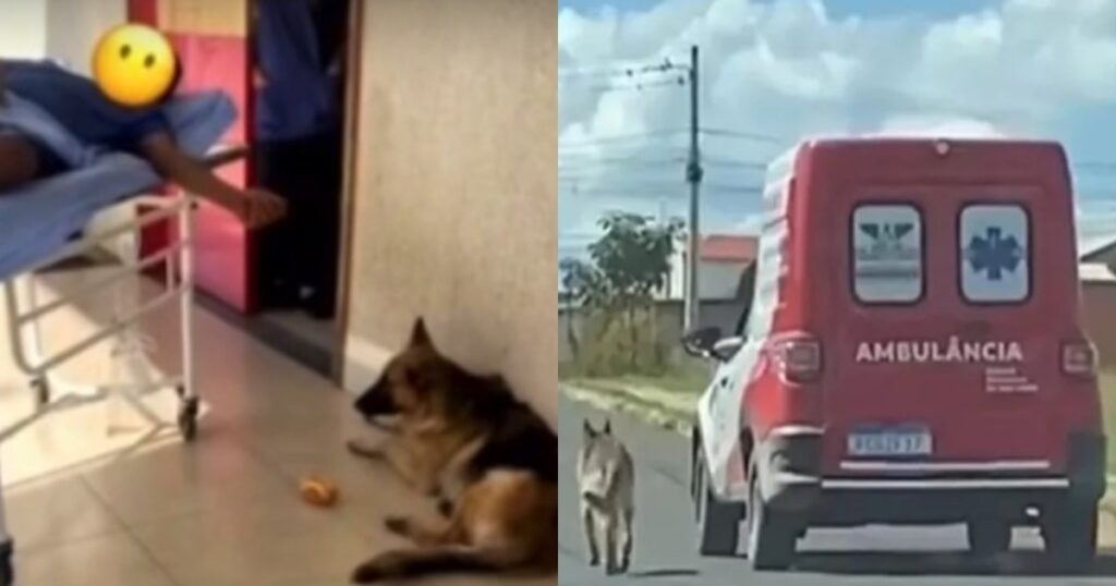 Σκύλος Ακολουθεί Για 20 Χιλιόμετρα Ασθενοφόρο Που Μεταφέρει Τον Κηδεμόνα Του Στο Νοσοκομείο