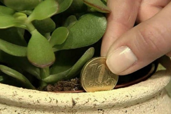 Βάλτε αυτό το φυτό σπίτι σας αν θέλετε να αποκτήσετε περισσότερα λεφτά