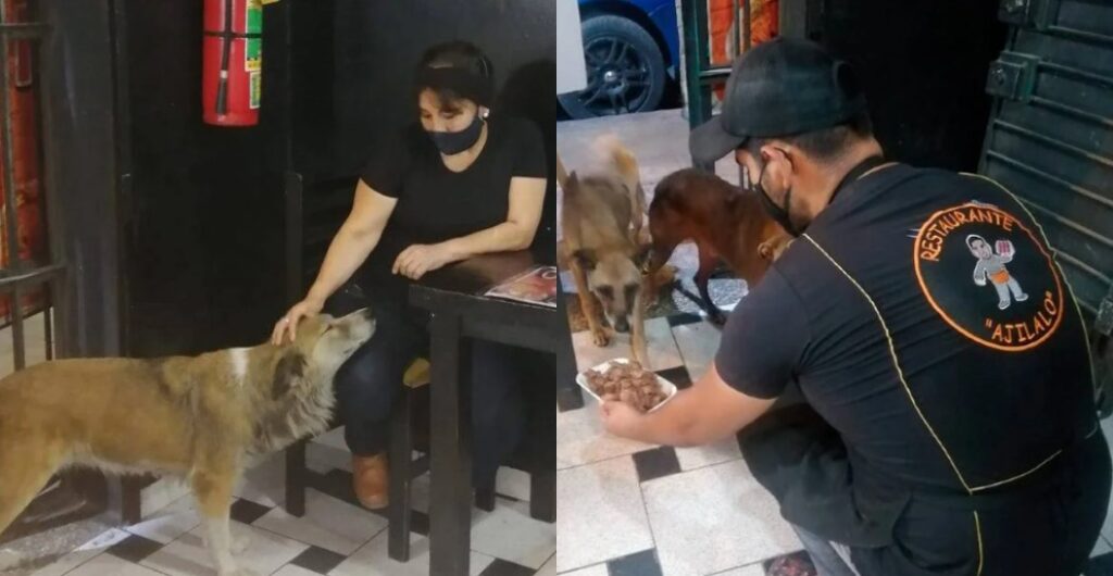 Ιδιοκτήτης Εστιατορίου σερβίρει Δωρεάν φαγητό σε Αδέσποτα Σκυλιά και Επαναφέρει την Πίστη στην Ανθρωπιά