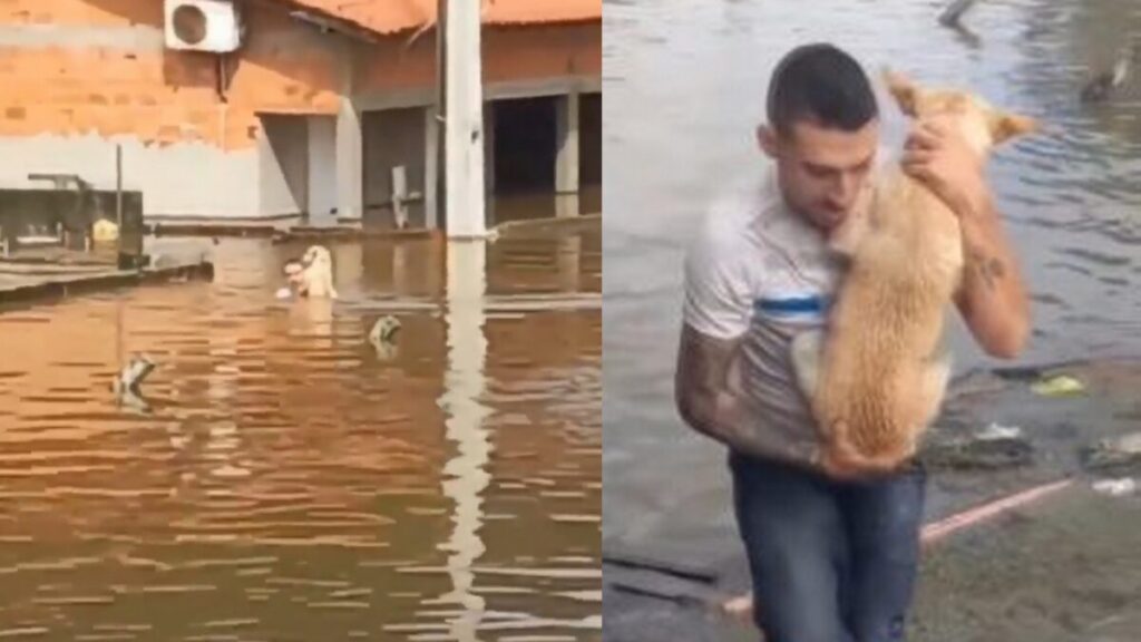 Άνδρας έσωσε σκύλο που ήταν εγκλωβισμένος και μόνος μετά από βροχές