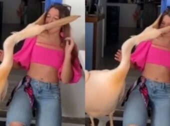 Αδιανόητο βίντεο: Κοπέλα πάει να βγάλει φωτογραφία με πελεκάνο αλλά κόντεψε να την φάει – Funny-Περίεργα