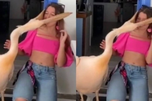Αδιανόητο βίντεο: Κοπέλα πάει να βγάλει φωτογραφία με πελεκάνο αλλά κόντεψε να την φάει – Funny-Περίεργα