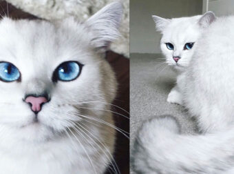 Αυτός είναι ο γάτος με τα πιο όμορφα μάτια στον κόσμο