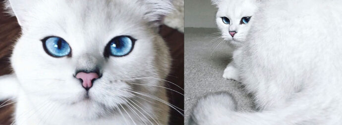 Αυτός είναι ο γάτος με τα πιο όμορφα μάτια στον κόσμο