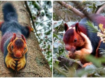 Οι σπάνιοι πολύχρωμοι σκίουροι Μαλαμπάρ που είναι σύμβολο αγάπης και ευτυχίας