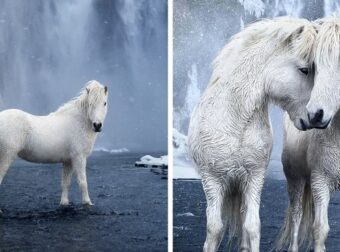 Φωτογράφος αποτυπώνει τα Θρυλικά Άλογα της Ισλανδίας μέσα από 25 Εικόνες που Μαγεύουν! Το χιόνι και ο πάγος έχουν πάντα μια μυστικιστική ποιότητα!