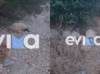 Εύβοια: Νεκρό Oλόκληρο Kοπάδι Πρόβατα Σε Παραλία, Μετά Το Θάνατο του Βοσκού