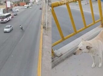 Σκύλος Διδάσκει Κυκλοφοριακή Αγωγή: Χρησιμοποιεί Πεζογέφυρα Ενώ Άνθρωποι Τρέχουν Στον Δρόμο – Βίντεο