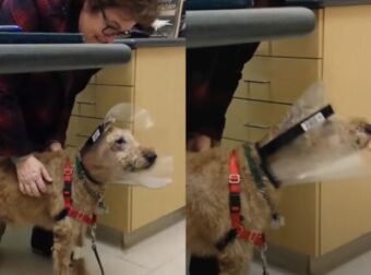 Τυφλός Σκύλος Βλέπει Ξανά Μετά Από Επέμβαση Και Η Αντίδραση Του Μας Συγκλονίζει – Βίντεο