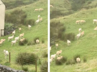 Αλλόκοτο φαινόμενο στη Βρετανία: Εκατοντάδες πρόβατα μένουν για ώρα «παγωμένα» σε λιβάδι – Βίντεο