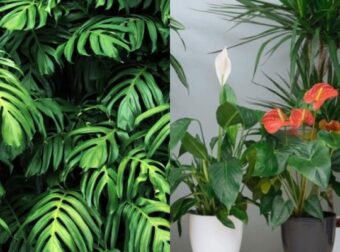 Το απίθανο κουζινικό υλικό που θα "ζωντανέψει" τα φυτά στο μπαλκόνι σας