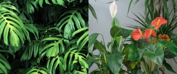 Το απίθανο κουζινικό υλικό που θα "ζωντανέψει" τα φυτά στο μπαλκόνι σας