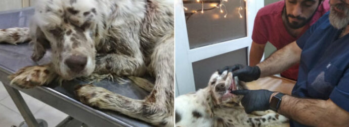 Σώθηκε Το Σκυλάκι Που Βρέθηκε Πυροβολημένο Και Με Σπασμένο Το Σαγόνι Στο Βουνό Μπέλλες Σερρών