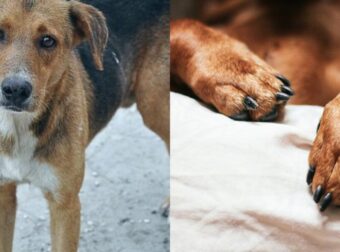 Φρίκη Στο Βόλο: Σκύλος Ήταν Νεκρός Και Δεμένος Επί 10 Μέρες