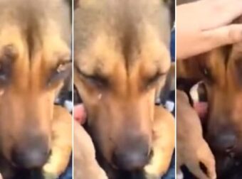 Σκυλίτσα κλαίει όταν σώθηκαν τα κουταβάκια της – Ένα βίντεο που ραγίζει καρδιές και σαρώνει στο διαδίκτυο