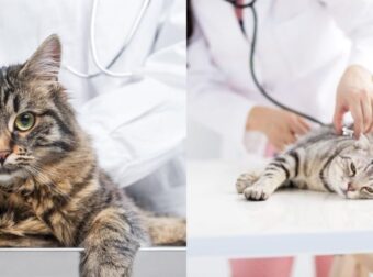 Πότε Πρέπει Να Πάτε Αμέσως Τη Γάτα Σας Στον Κτηνίατρο