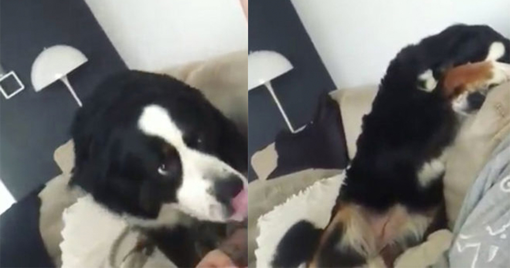 Μετανιωμένος σκύλος χτύπησε την ιδιοκτήτριά του και δεν ξέρει πως να ζητήσει συγγνώμη