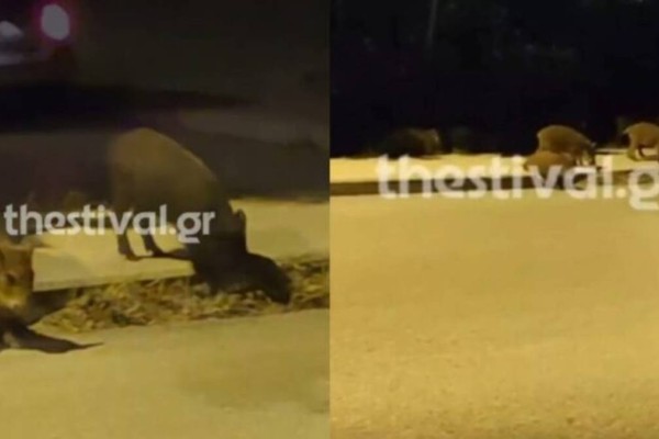 Θεσσαλονίκη: Μεγάλο κοπάδι από αγριογούρουνα έκανε κατάληψη σε δρόμο (Video)
