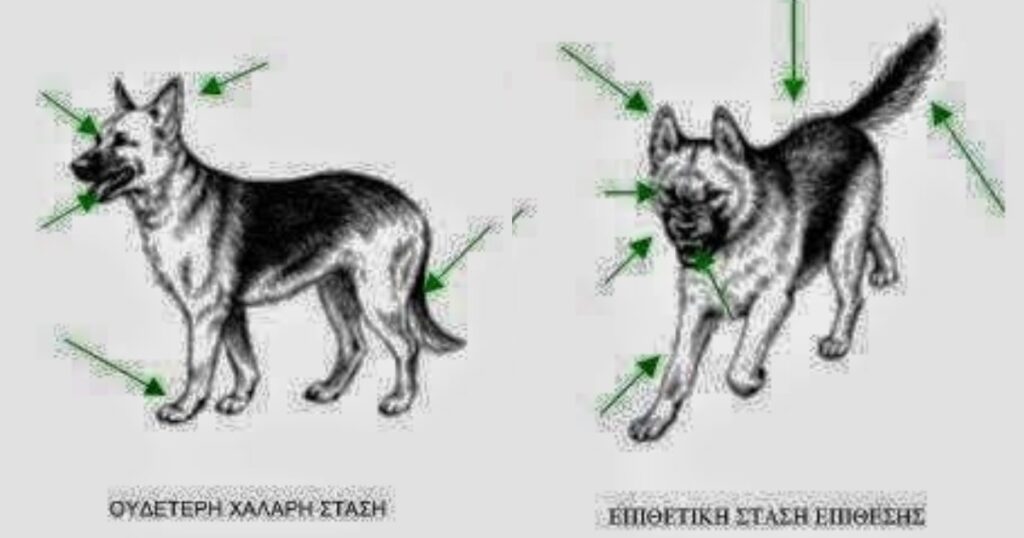 Σκύλος: Τι Σημαίνει Η Γλώσσα Σώματος Ενός Σκύλου