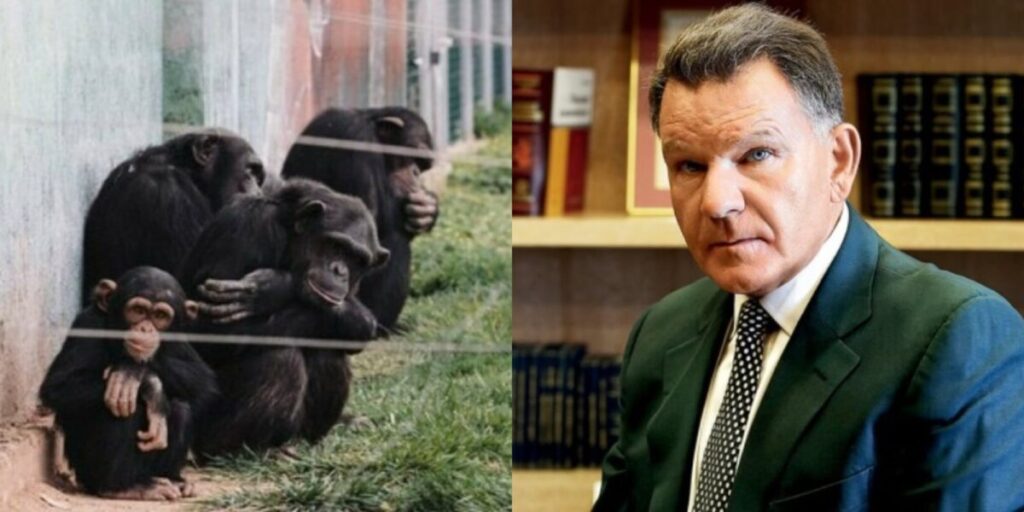 Αττικό Ζωολογικό Πάρκο: «Ποινικό Αδίκημα» – Ο Κούγιας Ανέλαβε Την Υπόθεση Θανάτωσης Του Χιμπατζή