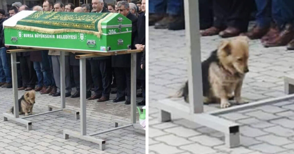 Συντετριμμένος Σκύλος επισκέπτεται Καθημερινά τον Τάφο του Καλύτερού του Φίλου που Πέθανε Πρόσφατα