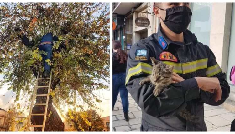 Η Πυροσβεστική Κέρκυρας απεγκλώβισε γατούλη που ήταν σε δέντρο και έκλαιγε- Και θα τον υιοθετήσει