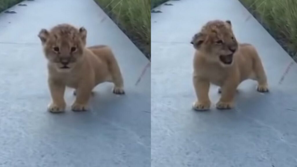 Μικρό λιοντάρι προσπαθεί να βρυχηθεί και να πουλήσει αγριάδα ΑΛΛΑ είναι τόσο γλυκούλης!!!