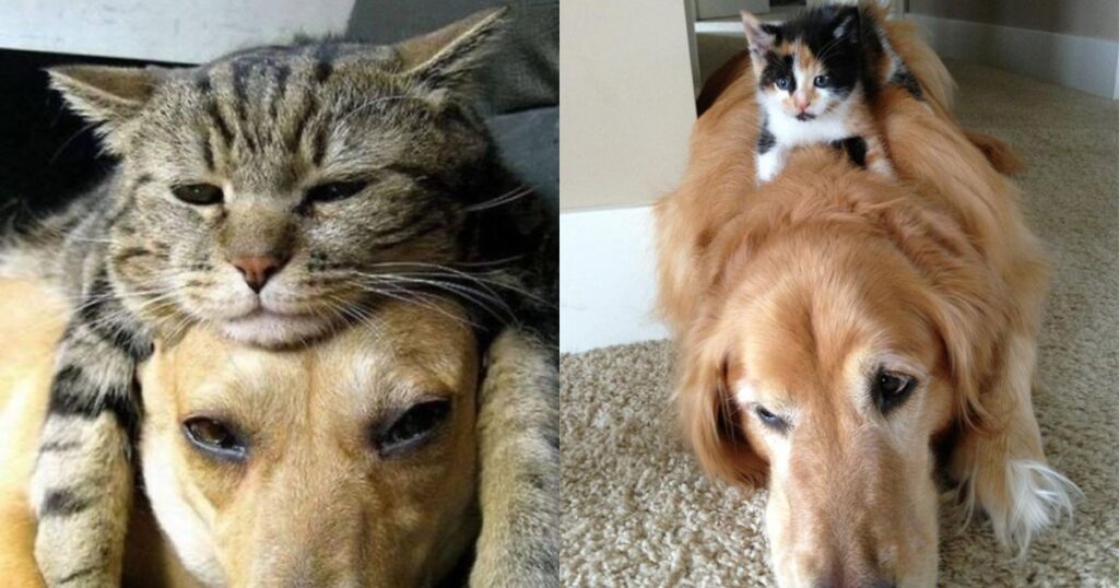 «Εσύ Και Εγώ Μαζί…»: 25 Φωτογραφίες Που Αποδεικνύουν Πως Γάτες Και Σκύλοι Μπορούν Να Γίνουν Οι Καλύτεροι Φίλοι