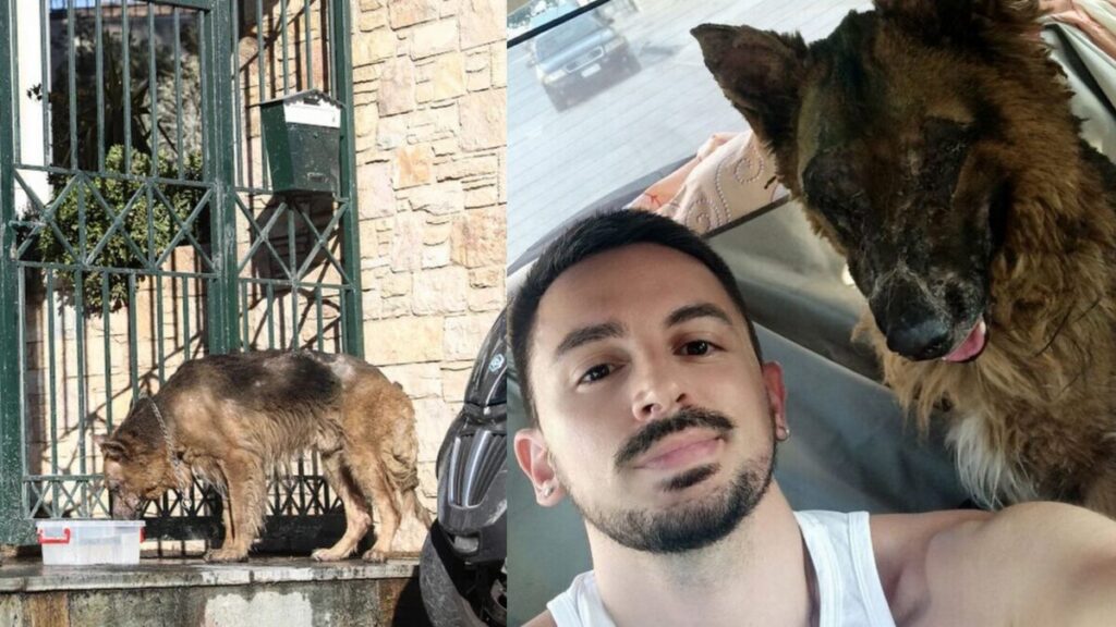 Πεντέλη: Εθελοντής αστυνομικός κατάφερε και βρήκε τον καμένο σκυλάκο που περιφερόταν αβοήθητος
