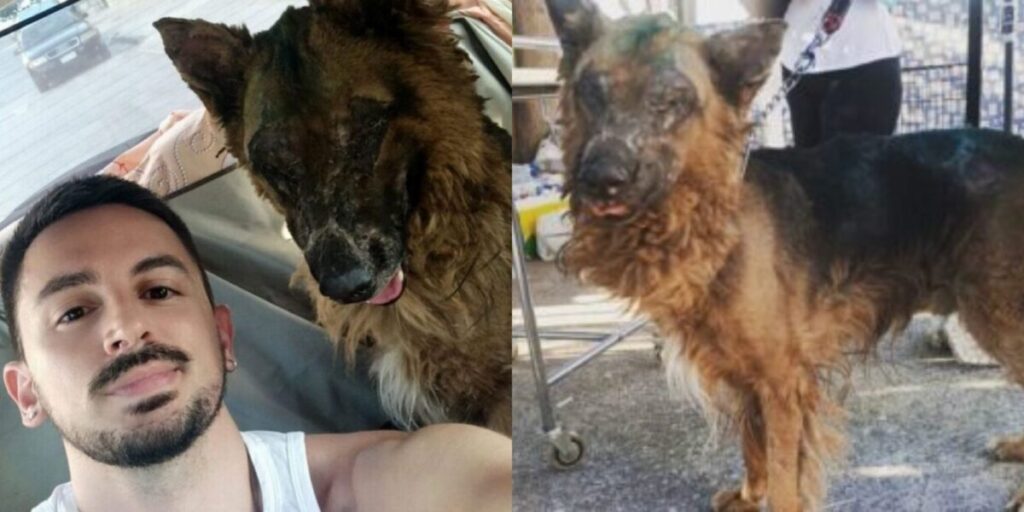 Πεντέλη: Εθελοντής Αστυνομικός Κατάφερε Και Βρήκε Τον Καμένο Σκυλάκο Που Περιφερόταν Αβοήθητος