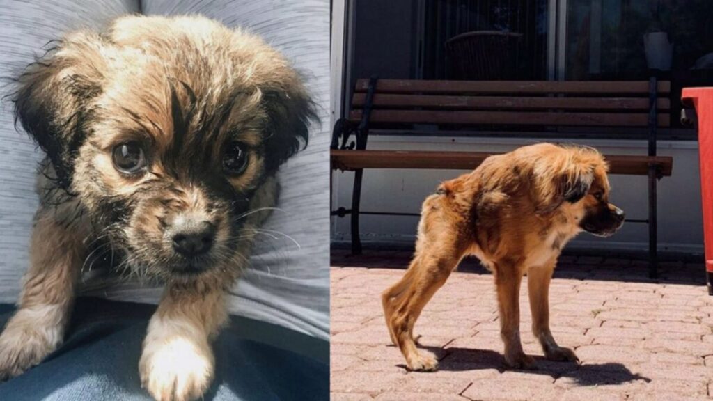 Ένα Σκυλάκι, Που Γεννήθηκε Με Κοντή Σπονδυλική Στήλη, Δεν Συνειδητοποιεί Ότι Είναι Διαφορετικόv