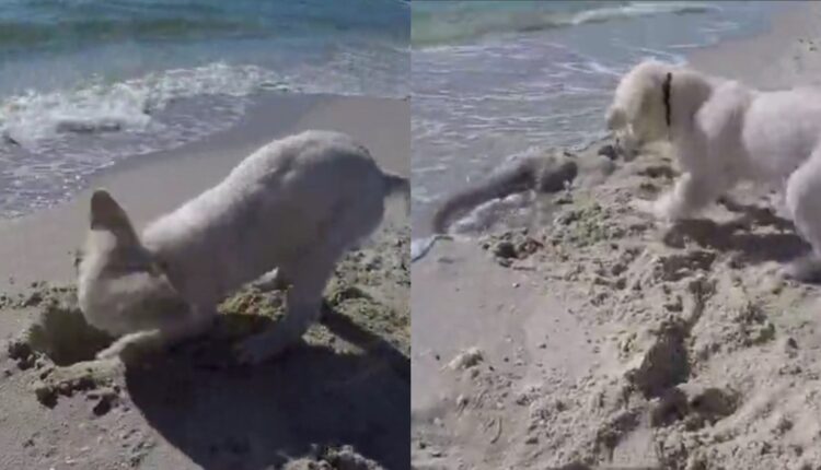 Κουτάβι Παίζει Στην Άμμο Και Τσαντίζεται Με Την Θάλασσα Που Του Χάλασε Την Τρύπα (Vid)