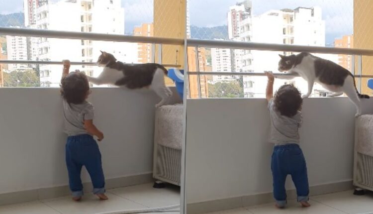 Γάτα Εμποδίζει μωρό να Σκαρφαλώσει στο μπαλκόνι και το Βίντεο Γίνεται Viral