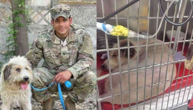 Ήρωας: Στρατιώτης Παλεύει Να Σώσει Δηλητηριασμένα Σκυλιά