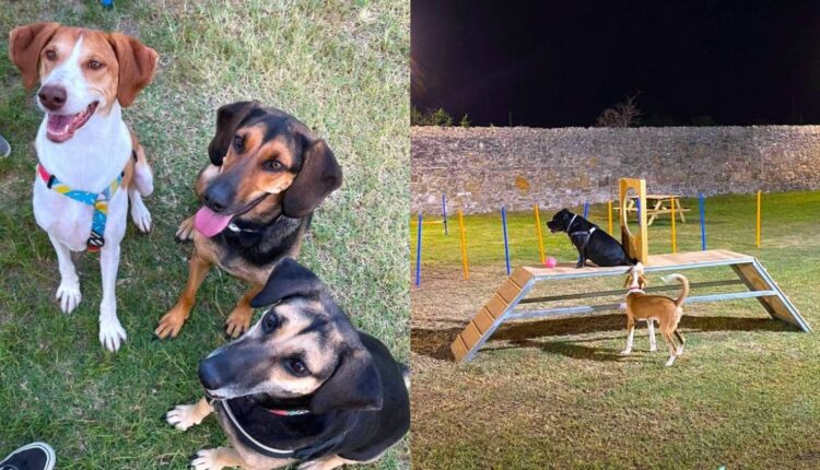 Η Καλαμάτα πρωτοπορεί: Το πρώτο πάρκο σκύλων σε επαρχιακή πόλη