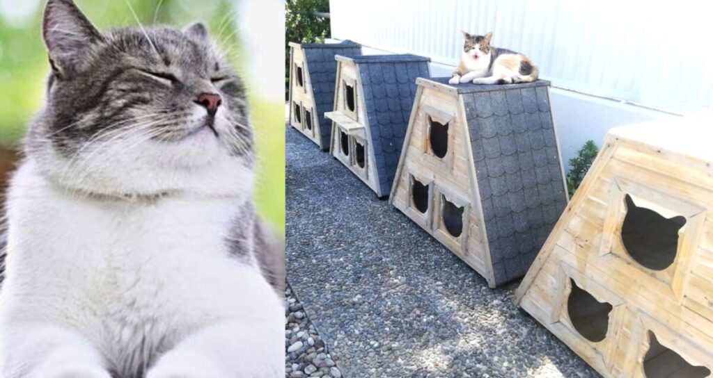 Εθελόντρια στη Γλυφάδα έβαλε υπέροχα σπιτάκια για τις αδέσποτες γάτες έξω από το σπίτι της