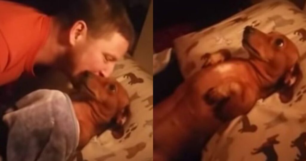 Η Ιεροτελεστία πριν τον ύπνο: Σκυλίτσα Περιμένει Στο Κρεβάτι Κάθε Βράδυ Να Την Σκεπάσουν Και Να Την Φιλήσουν Για Να Κοιμηθεί