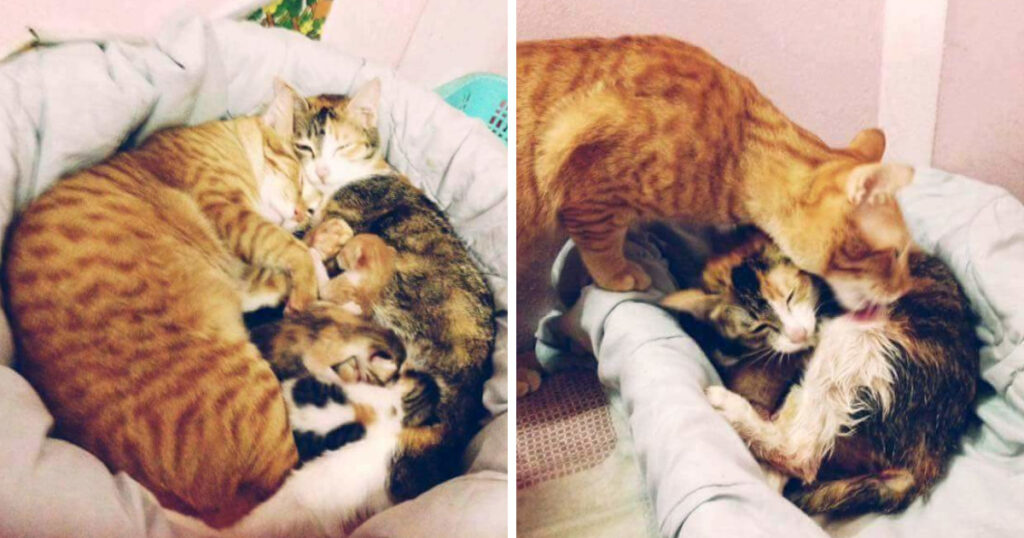 Συγκλονιστικό! Αρσενικός Γάτος φροντίζει Θηλυκή Γάτα την ώρα που Γεννάει και μας δείχνει πως Πρέπει να είναι ο Ιδανικός σύζυγος