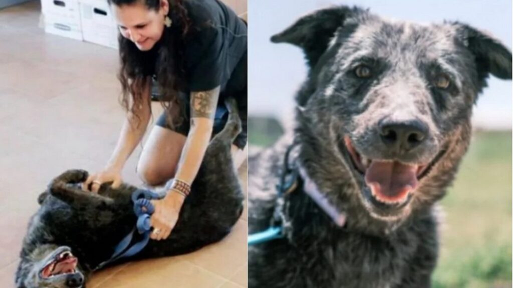 Ρούφους, ο κουφός σκύλος που βρήκε την οικογένειά του μετά από ένα χρόνο