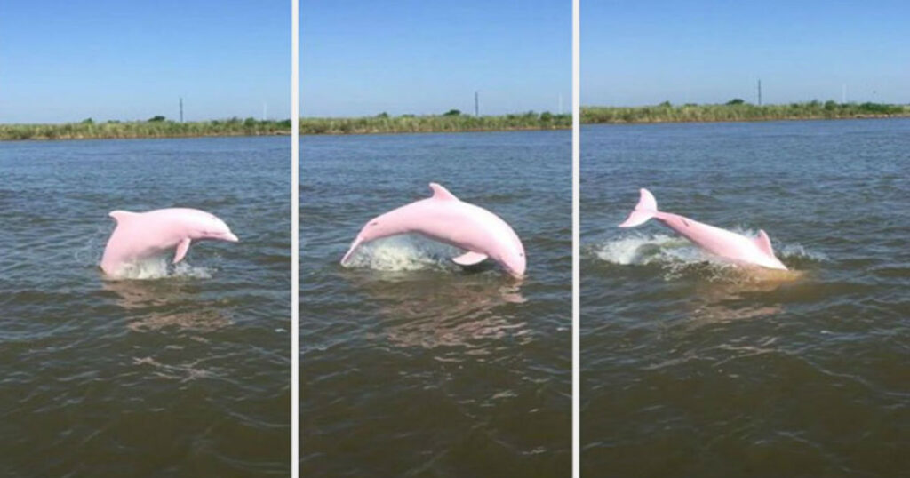 Σπάνιο ροζ δελφίνι εντοπίστηκε στην λίμνη Calcasieu της Λουιζιάνα (Video)