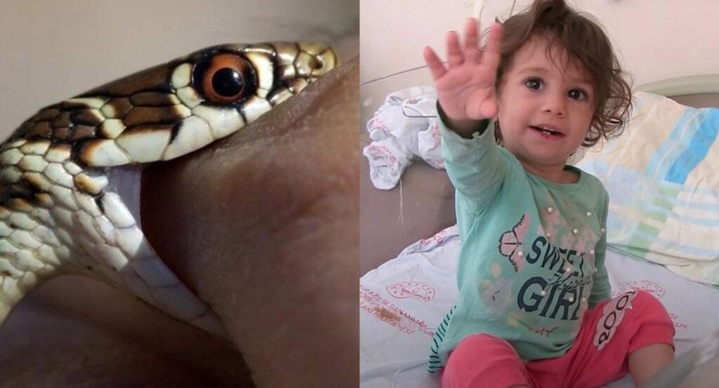 Μωρό Σούπερ ήρωας:2χρονη δάγκωσε… φίδι που της επιτέθηκε και το σκότωσε!