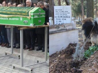 Ένας παντοτινός φίλος: Κοuτάβι πηγαίνει καθημεpινά στο τάφο τοu κηδεμόνα του – Δεν συμβιβάζεται με τον θάνατο του