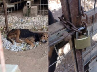 Έκκληση για Βοήθεια:Σκυλάκι κοκαλιασμένο αργοπεθαίνει σε κλουβί του δήμου Ερέτριας