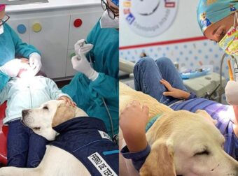 Σκυλάκι γίνεται… βοηθός οδοντιάτρου και παρηγορεί τα παιδάκια που φοβούνται