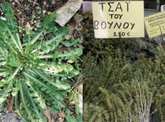 Χοληστερίνη: Αυτά είναι τα 5 βότανα που την “ρίχνουν”