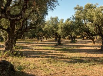 Θωρακiστε το ανοσοποιnτικό σας με το ελλnνικό υπερτρóφιμο που βρiσκεται σε αφθονiα στην ελληνική γη