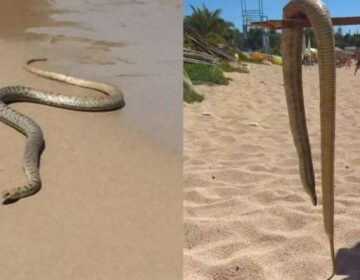 «Πάγωσαν» οι λουόμενοι από το ουρλιαχτό της: Εφιάλτης για 40χρονη σε παραλία στη χώρα μας, την δάγκωσε φίδι μέσα στη θάλασσα